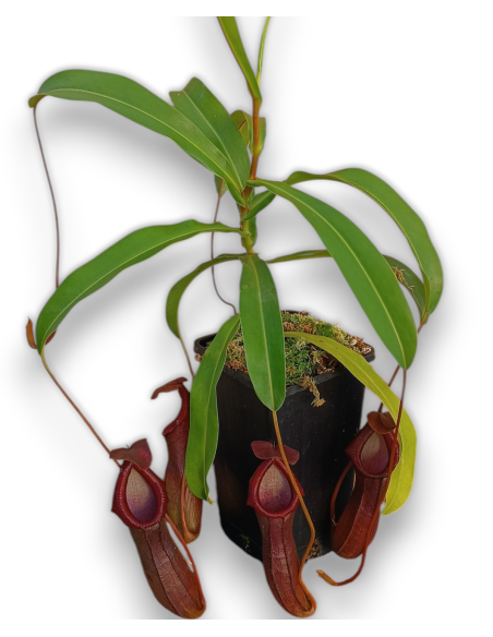 Nepenthes Bill Balley