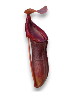 Nepenthes Bill Balley 2