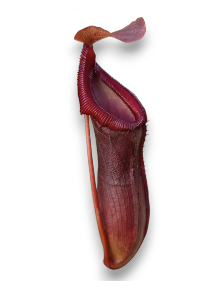 Nepenthes Bill Balley