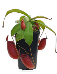 Nepenthes X Bloody Mary