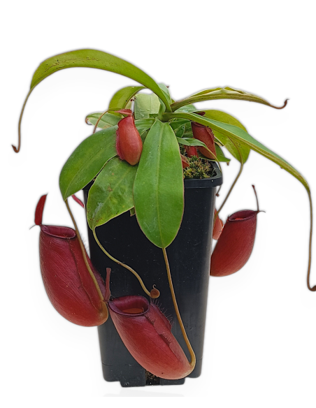 Nepenthes X Bloody Mary