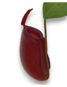 Nepenthes X Bloody Mary 2