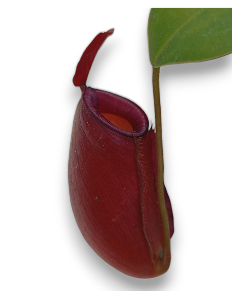 Nepenthes X Bloody Mary