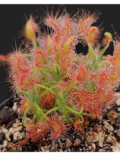 Drosera Scorpipides