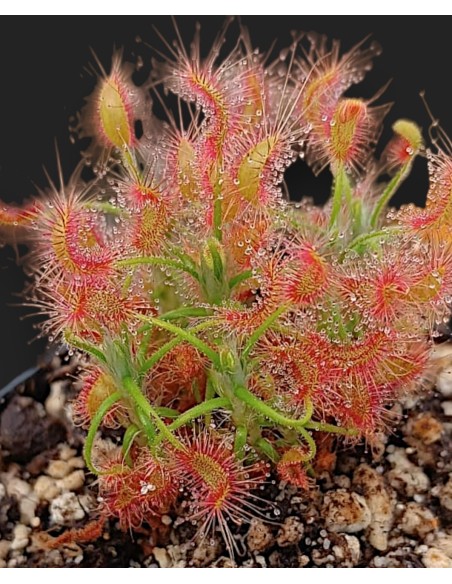 Drosera Scorpipides