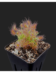 Drosera Scorpipides 2