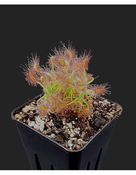 Drosera Scorpipides