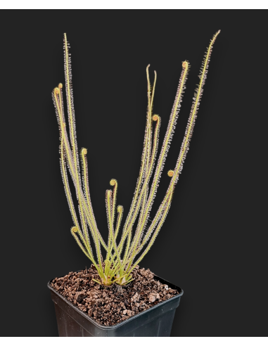 Drosera filiformis