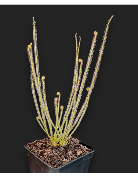Drosera filiformis