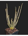 Drosera filiformis