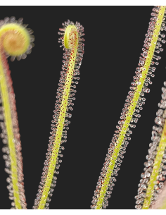 Drosera filiformis 2