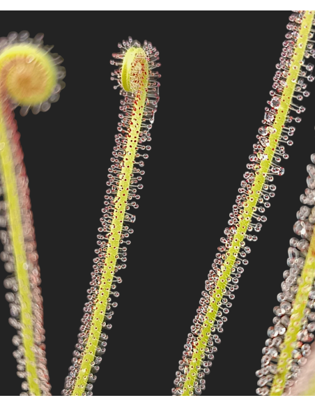 Drosera filiformis
