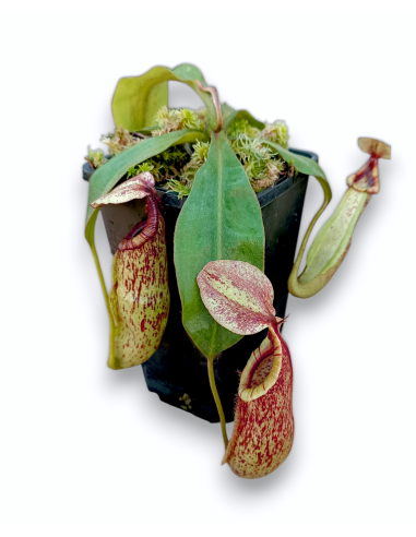 Nepenthes X Mojito