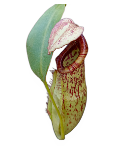 Nepenthes X Mojito 2
