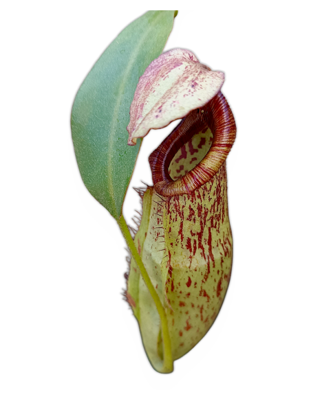 Nepenthes X Mojito