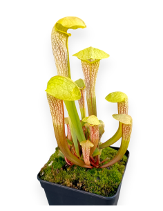 Sarracenia X Hummer's Hammerhead