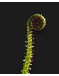 Comprar Drosophyllum lusitanicum | Planta Carnívora Ibérica