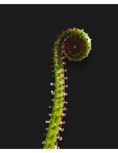 Comprar Drosophyllum lusitanicum | Planta Carnívora Ibérica
