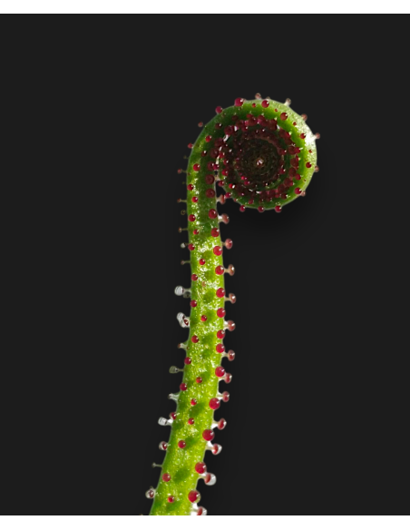 Comprar Drosophyllum lusitanicum | Planta Carnívora Ibérica