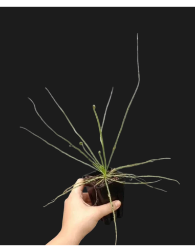 Comprar Drosophyllum lusitanicum | Planta Carnívora Ibérica