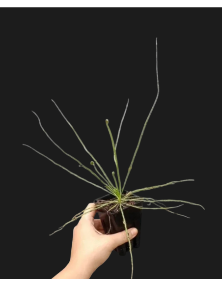 Comprar Drosophyllum lusitanicum | Planta Carnívora Ibérica