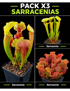 Pack x3 Sarracenias | Colección de Plantas Carnívoras