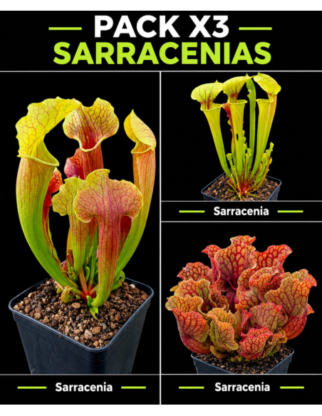 Pack x3 Sarracenias | Colección de Plantas Carnívoras