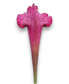 Sarracenia x Juthatip Soper - MK H 55 2