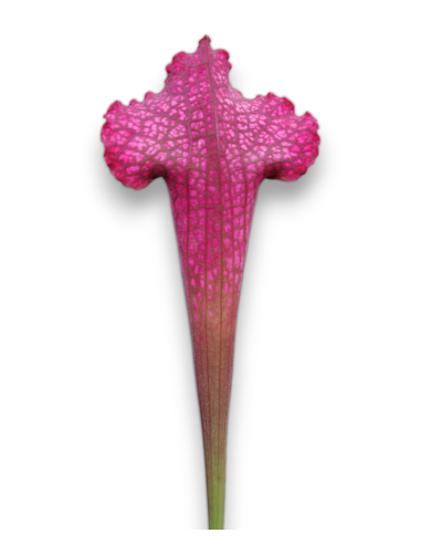 Sarracenia x Juthatip Soper - MK H 55