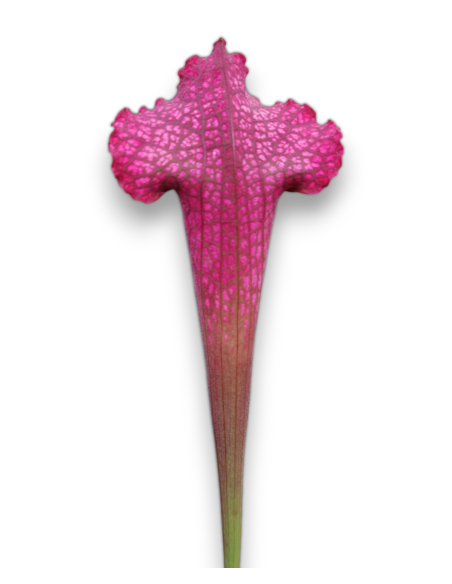Sarracenia x Juthatip Soper - MK H 55