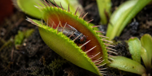 ¿Qué comen las plantas carnívoras? ¿Hay que darles insectos?